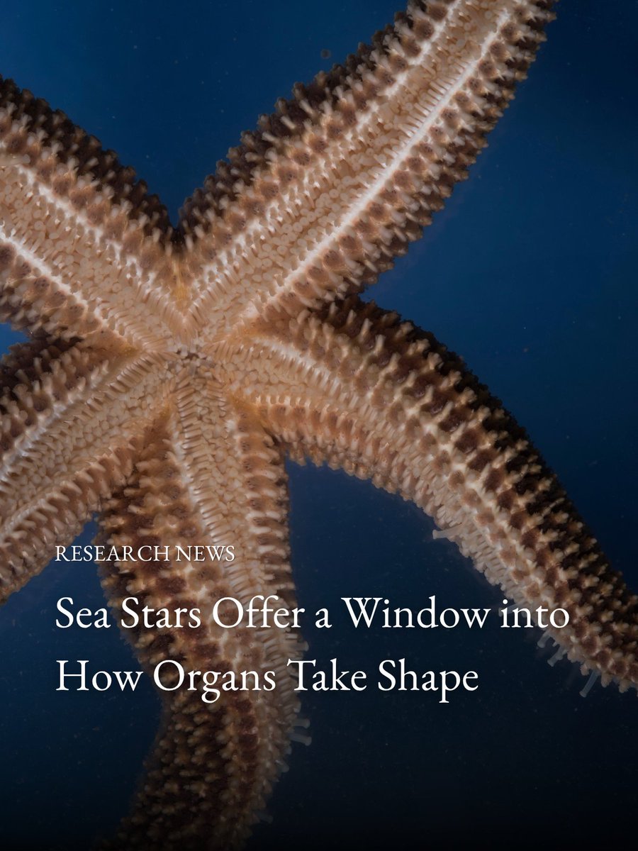 Marine Biological Laboratory (MBL) tweet media