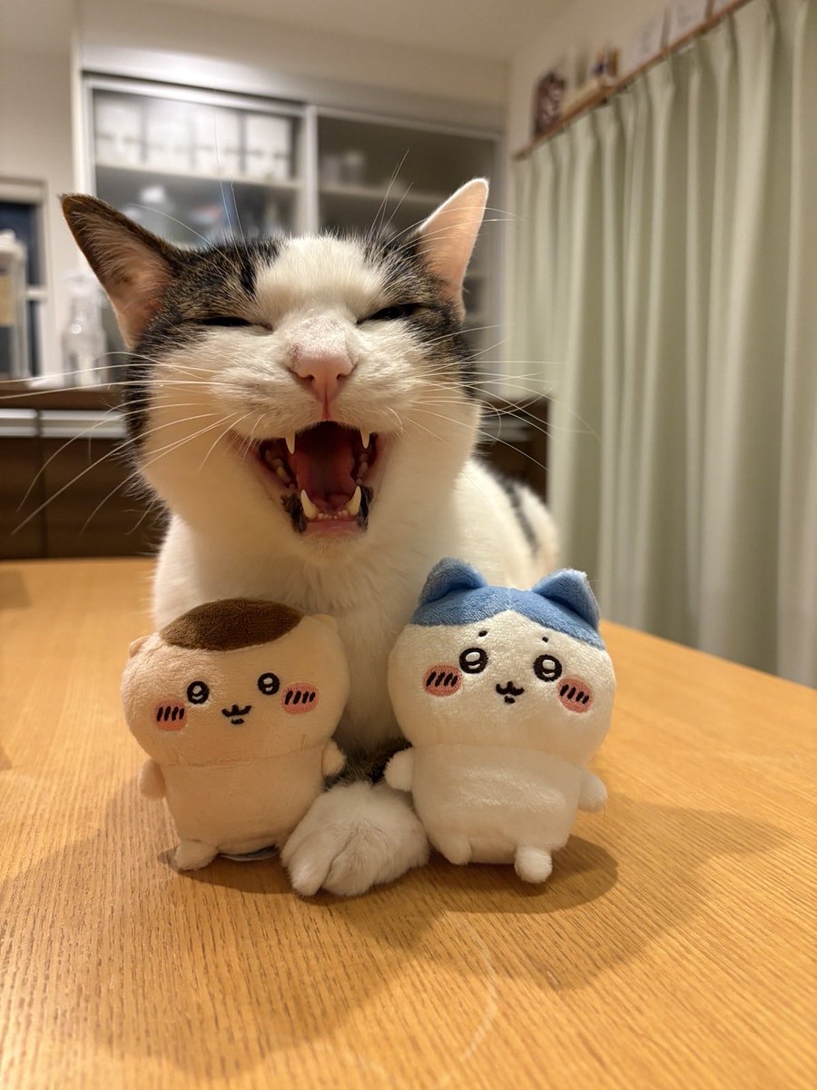 Saku9Merablog's tweet photo. ガチャガチャで目当てのちいかわが出てご満悦です💕
#猫 #cat #ちいかわ https://t.co/Dp5Rq0RD0P