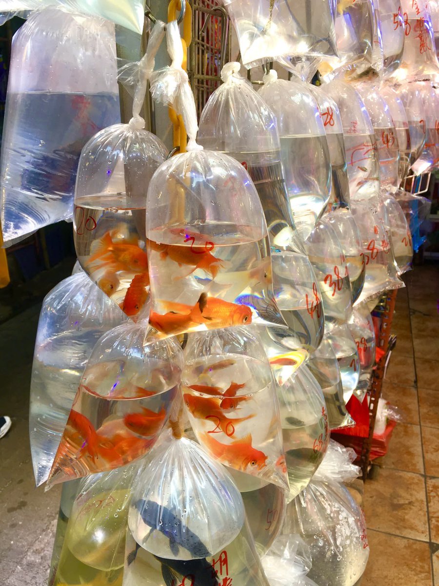 STAEGMV's tweet photo. ㅤ 
ㅤ 
Aquarium date dulu kita. 
ㅤ  ️️ 
ㅤ  ️️ https://t.co/vLP1eXmV3B
