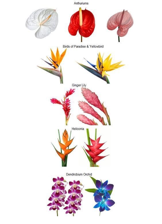 Aldantweets's tweet photo. Tropical flowers are EXTREMELY UNDERRATED!!!! The pop of color is top notch, the unique shapes, the longevity, ARGHHH IM OBSESSED!!!!! 

My heart goes out to these beautiful ladies (and many more) https://t.co/VMTqztJqje