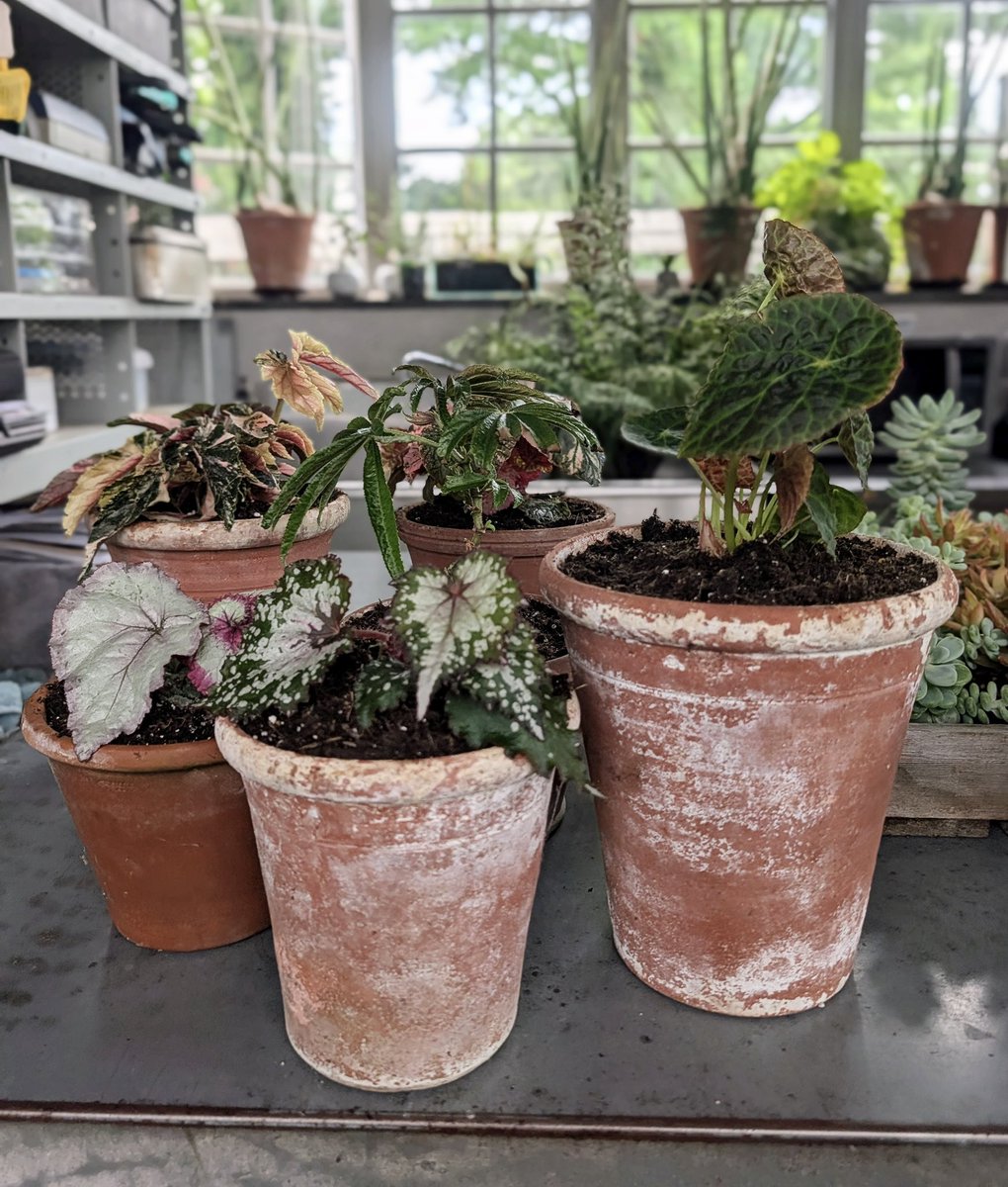 MarthaStewart's tweet photo. Logee’s Plants offers hundreds of unusual tropical flowering and fragrant specimens that perform well in pots. I recently brought home a selection of rare and interesting begonias from Logee’s. See today’s https://t.co/rZ2hRP1D2i https://t.co/0ZKet5YSoG