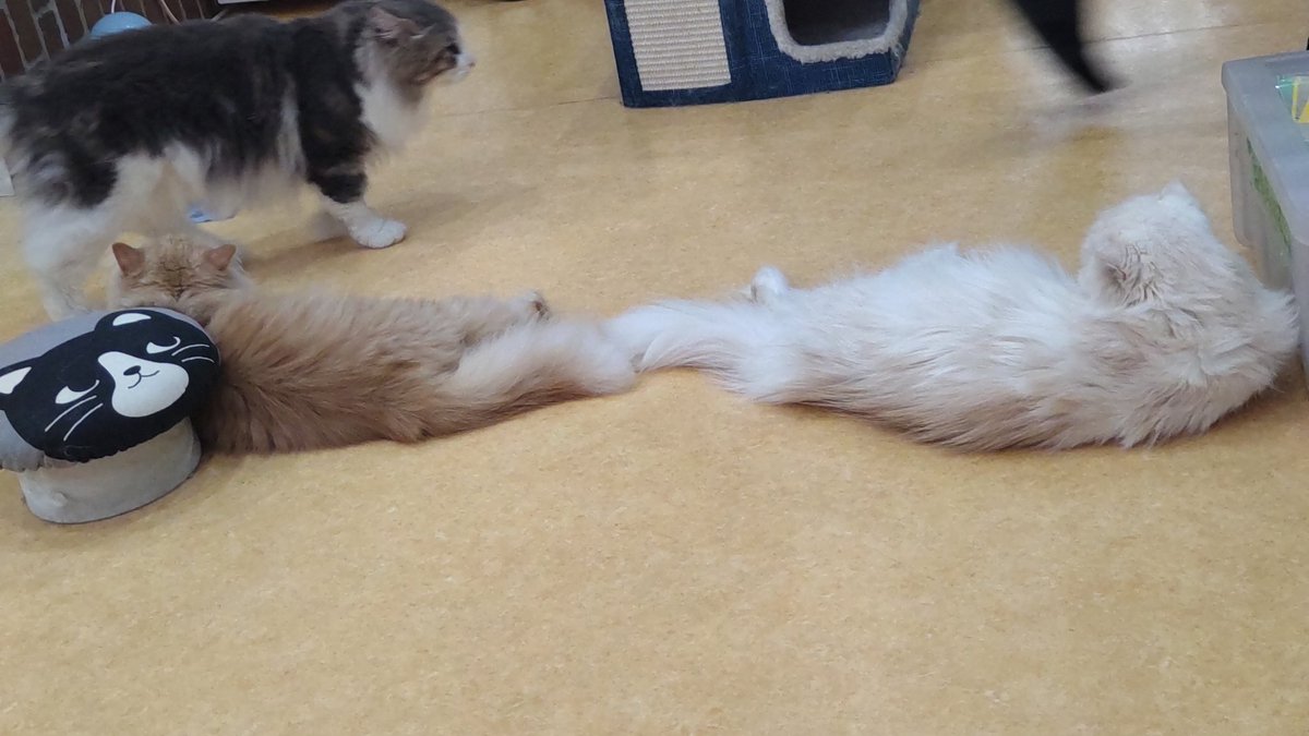 moahime7's tweet photo. しっぽでつながる姿可愛い💕 https://t.co/LvIokI49sr
