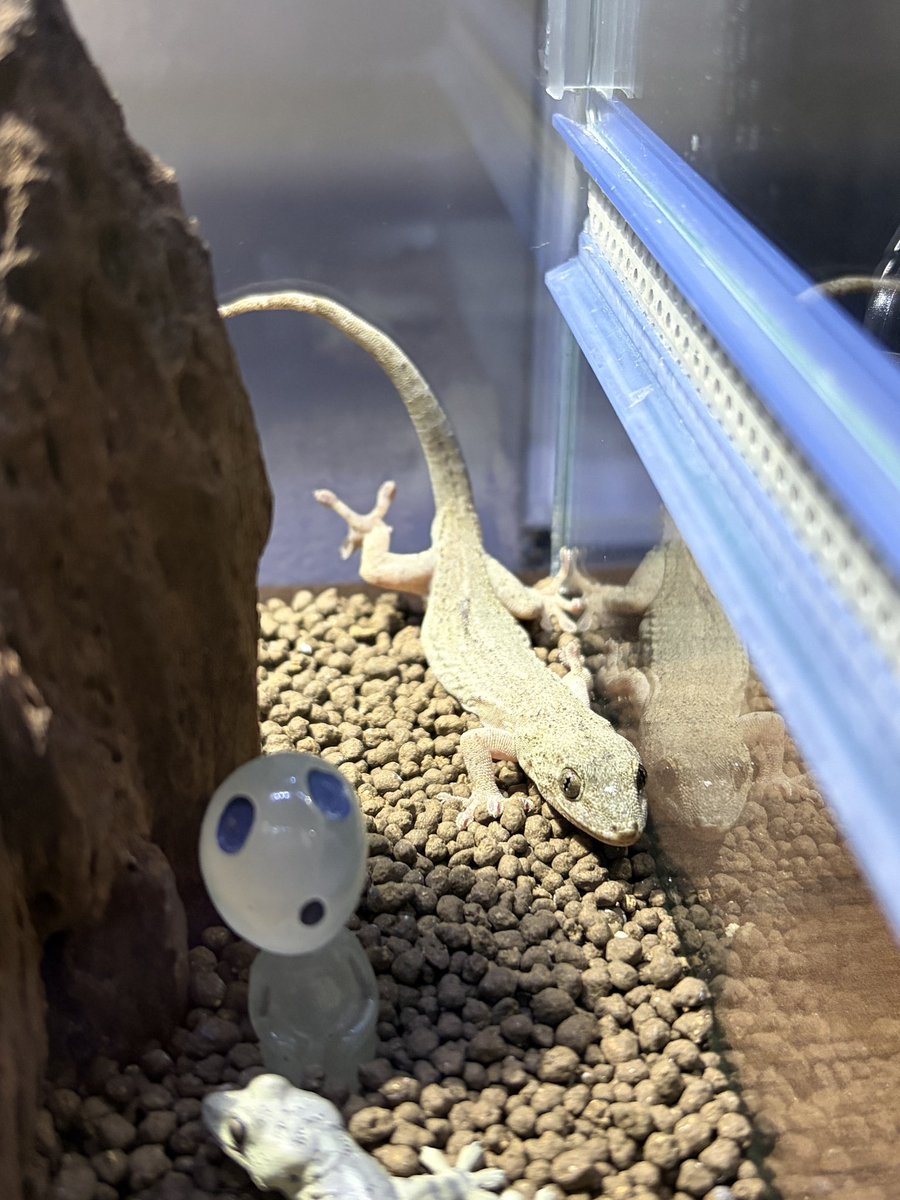 yuiponz1203's tweet photo. 発見から１時間近くの戦いの末に確保できました！
励ましのお声をいただいた皆様ありがとうございます！
#ニホンヤモリ 

収納の荷物を出しまくりながら追いかけていたので これからお片付け…また明日以降お返事します🙇

実は１つの決断をした直後だったので不思議なタイミングでした（詳細リプ https://t.co/XIzDinlx07