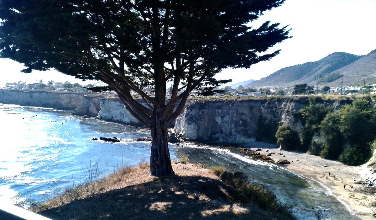 The Best Time To Plant a Tree Was 20 Years Ago. The Second Best