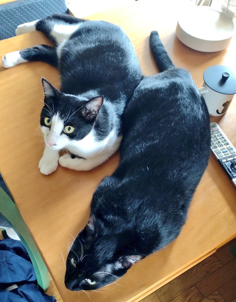 jp_sight's tweet photo. キーラです。
暑い日はテーブルの上にもいます。
エアコンの風がダイレクトだからです。
ライムとのんびりしてたら名前を呼ばれました。
カメラ目線が欲しいとか知らんけど。
明日も暑いそうなので邪魔されない涼しい場所を開拓するつもり。

#真夏日
#キーラ
#ライム
#猫
#保護猫
#猫の手術
#心房中隔欠損症
#cat
#catsurgery
#SaveMyCat