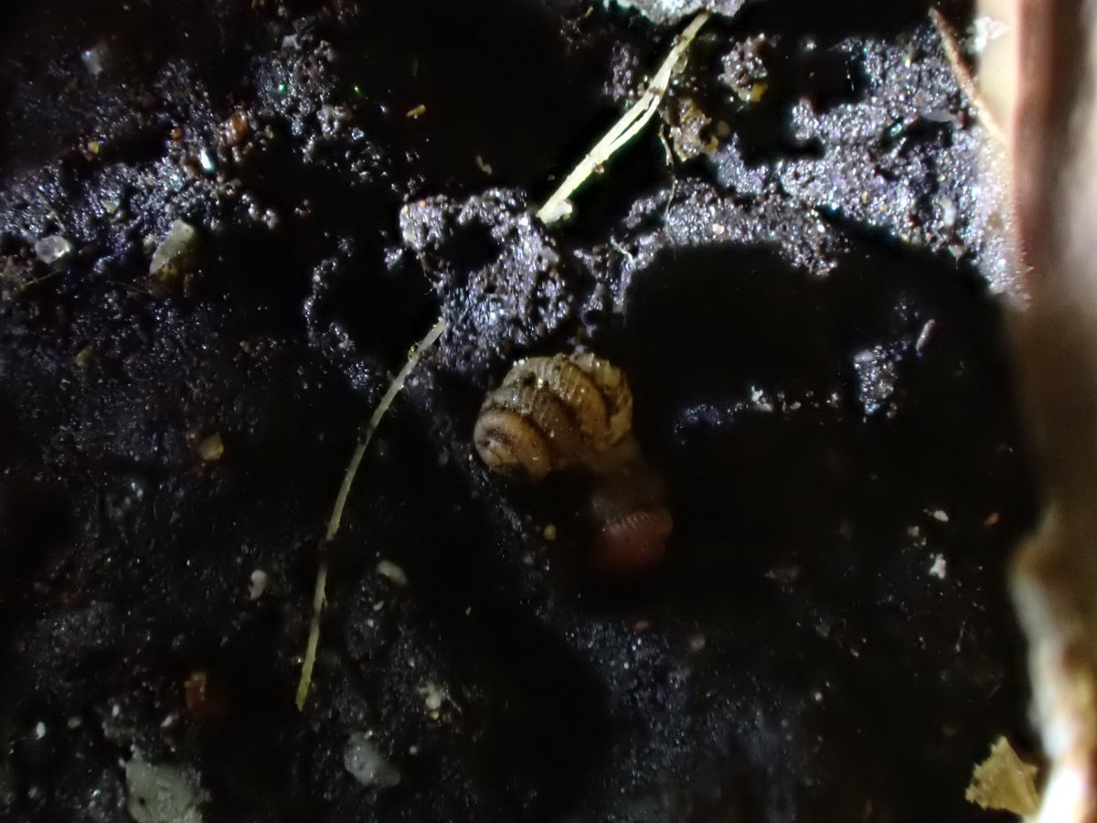 chamalycaeus's tweet photo. シリブトゴマガイNotharinia？ japonica （Pilsbry &amp; Hirase, 1903）
非常に美しい貝ですね。 https://t.co/sWjgcJ8ELb