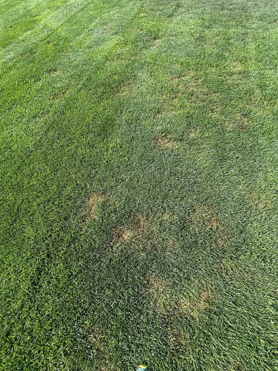 WillColeRSTurf's tweet photo. 100 degree avg one week and thunderstorms everyday at 3 the next week. Dollar spot has shown its pretty ugly face. Got it treated and we are 5 days from baseball coming back to Salem after 20 days away. https://t.co/y3AfA7okhW
