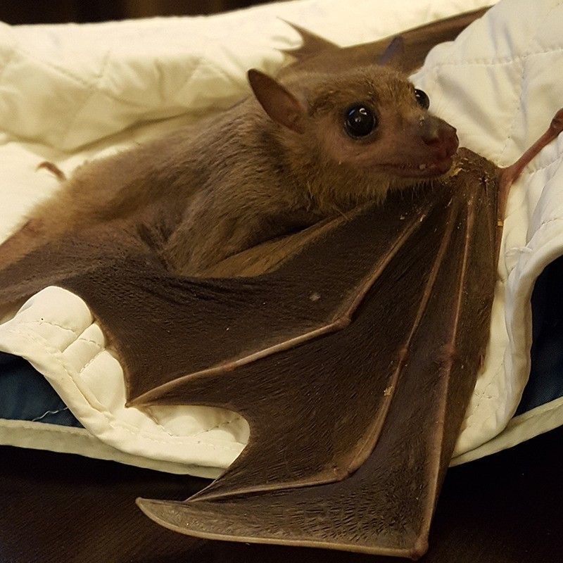 urgoregff's tweet photo. happy baturday 🦇🖤 https://t.co/KfhhnOY8Au