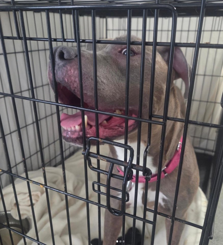 NMBewitched's tweet photo. Who receives compliments on the streets, in the play yard & walking through #MACC 

Remy, of course😍😎
He lives tucked in a small room in a pop-up crate.
No adoring families walking thru PAC will ever see him. 
You have ask to meet him🔥

Remy who makes every volunteer jealous that YOU are the one with him. 

#AdoptMe 
https://t.co/F85cdqbAF6