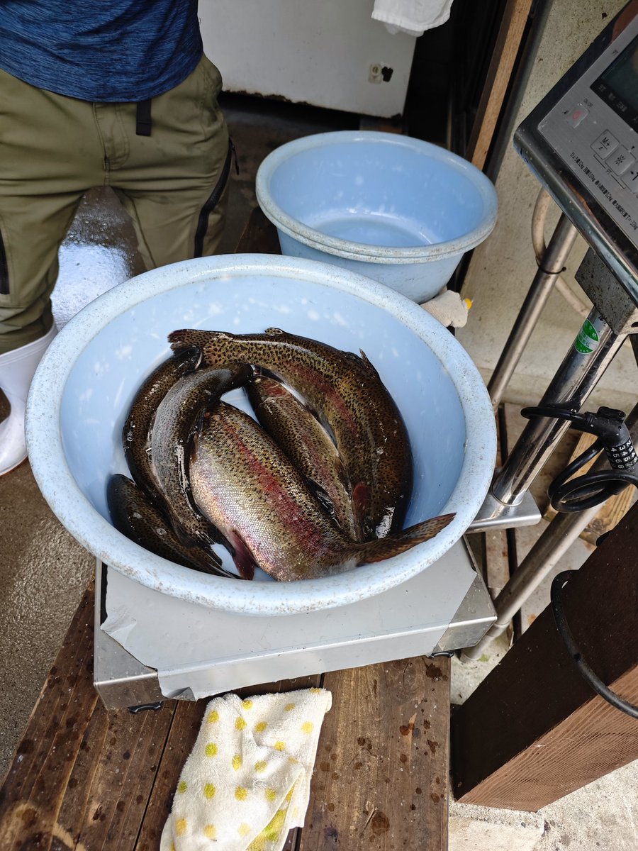 K_Bears_Comics's tweet photo. マス釣りに行ってきた
ものの20分で大漁（釣り堀だけども）
量り売りだからとり過ぎ注意 https://t.co/VeSSOQ0LTo