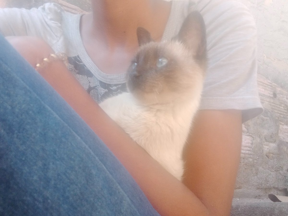 morgansakuevell's tweet photo. gato https://t.co/vmUX1i2o07