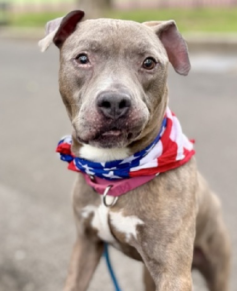 NMBewitched's tweet photo. Who receives compliments on the streets, in the play yard & walking through #MACC 

Remy, of course😍😎
He lives tucked in a small room in a pop-up crate.
No adoring families walking thru PAC will ever see him. 
You have ask to meet him🔥

Remy who makes every volunteer jealous that YOU are the one with him. 

#AdoptMe 
https://t.co/F85cdqbAF6