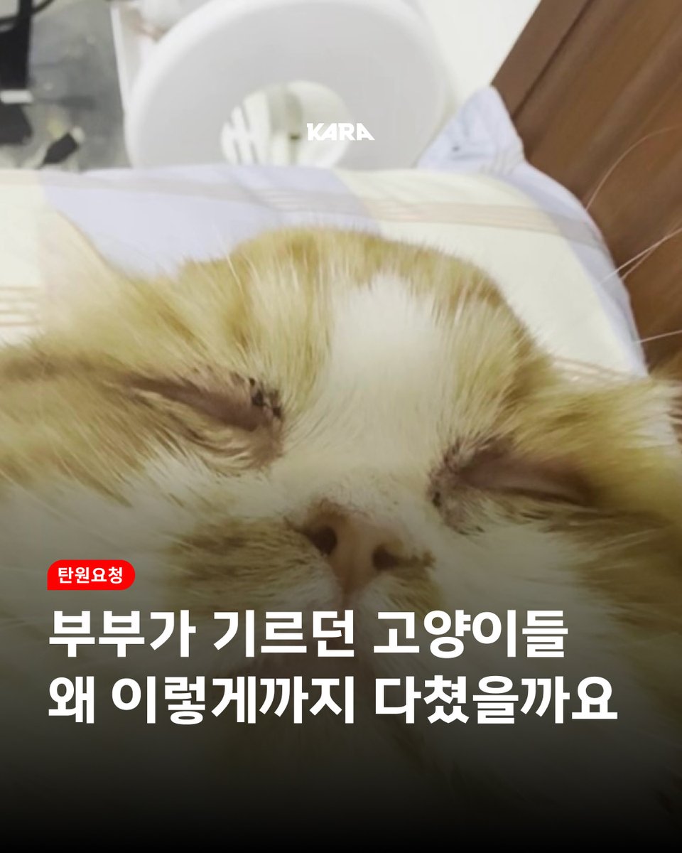 ekara_org's tweet photo. 🚨탄원요청🚨 고양이 푸, 티거, 살구, 새로를 위해 함께 목소리를 내주세요!

분당의 한 부부가 기르던 고양이들의 검사 결과 수많은 골절, 뇌 척수 손상 등의 진단이 내려졌습니다.

‼️수의사 소견: 손상 범위 중증도를 고려할 때 일반 사고로 설명하기 어려우며 비사고성 외상 가능성 고려할 수 있음 https://t.co/IB6ka7yprp