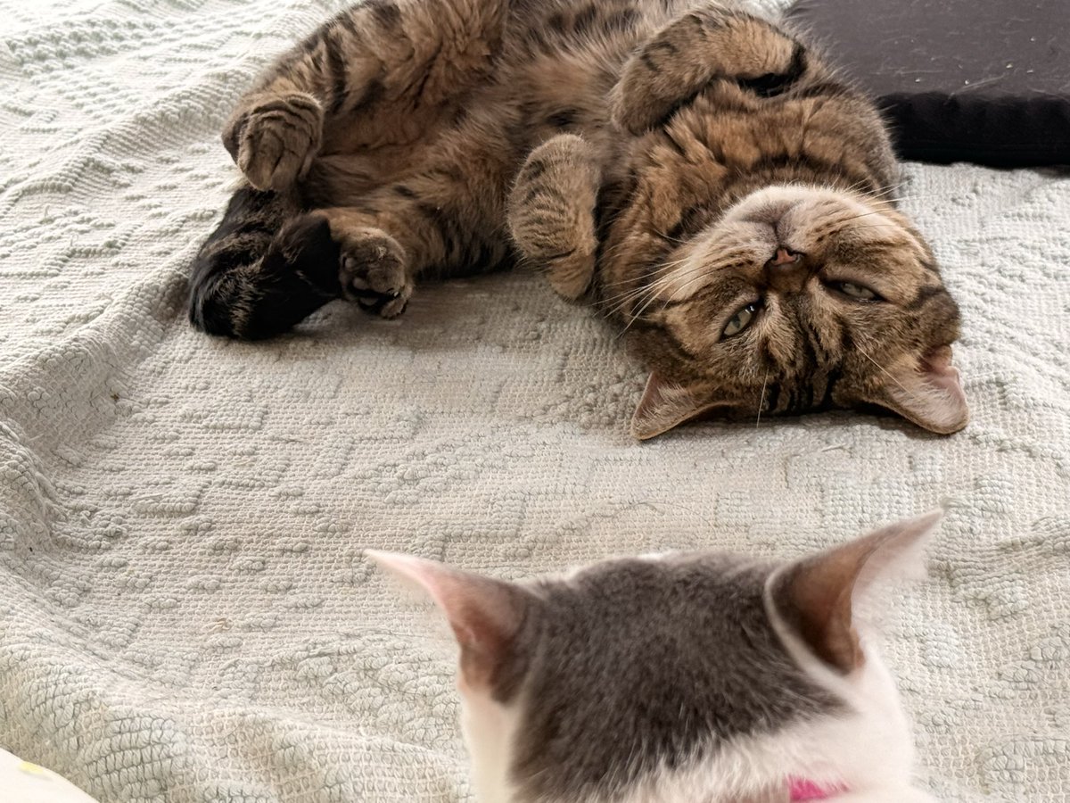 としにゃん☆まとめ割します☆ Post by しらこ＆くろにゃん🐈‍⬛ on X: にゃーん