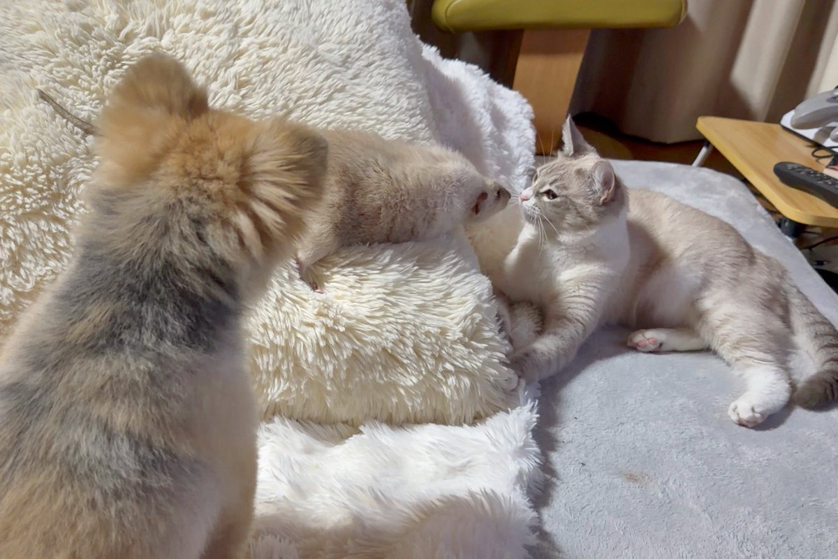 きなこ@針村🦔 tweet media