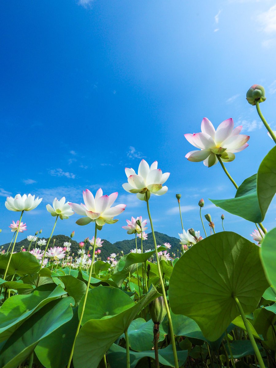 junichiro__t's tweet photo. 夏の朝日に透ける花びらと、青空へ向かって真っすぐ咲く姿…

幻想的な美しさの中に、逞しさを宿しているようで見ているだけで背筋をしゃんとさせられます https://t.co/XYz1hjMISM