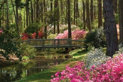 kooromi19's tweet photo. fairytale garden 🌺 https://t.co/JnsiMTAGvq