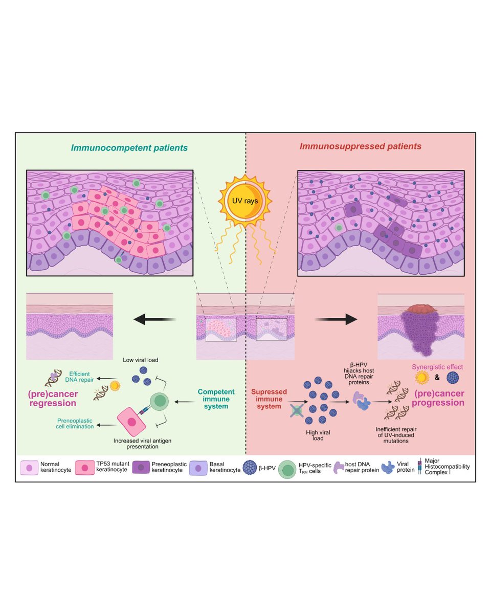 theJIDJournal's tweet photo. A review by Diane Bruyere et al., "Pathophysiology of cutaneous commensal human papillomaviruses" https://t.co/xXxguwOQy4 #JIDJournal #DermatologyJournal #dermatology #dermatologists #dermresearch #dermscience #dermatologyresearch https://t.co/lesnZM4mjp