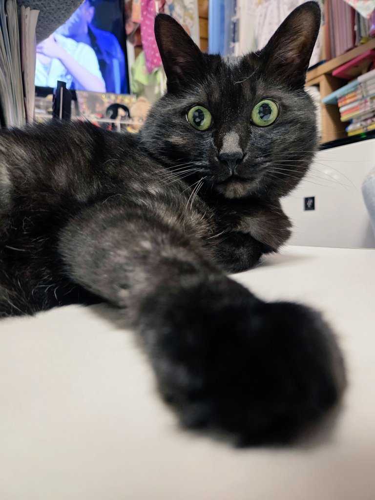 ichigo1004's tweet photo. わらびちゃん

#暁さんちの猫
#わらび https://t.co/4yz76mqbNV