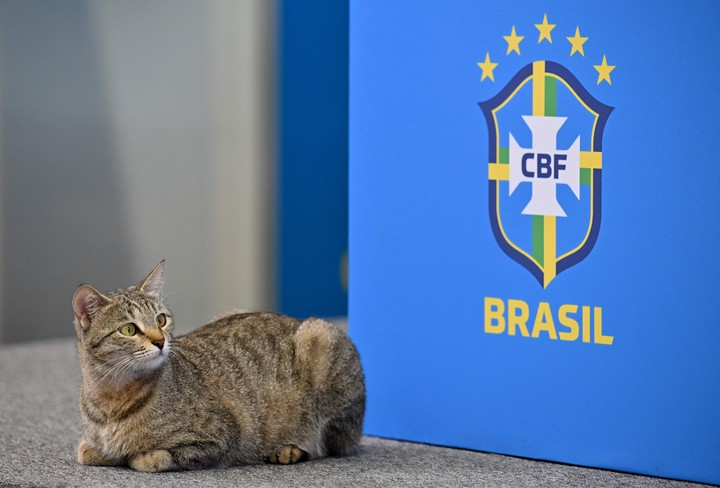 EmiFraga's tweet photo. @B0ND10S el gato vigila https://t.co/JJOYnXk2Ac