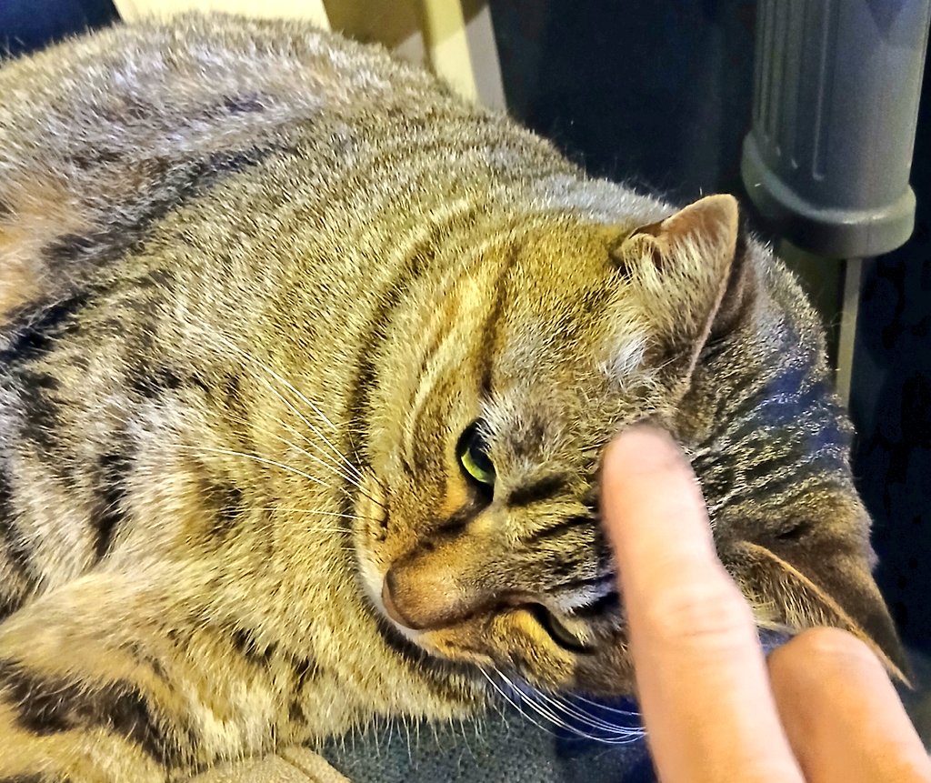 clossaintdenis1's tweet photo. @LeeCurtis78 ほう、居酒屋に、猫？
それは実に興味深いですねぇ。
私もぜひ会ってみたいです😸 https://t.co/PKXQFhR1rD