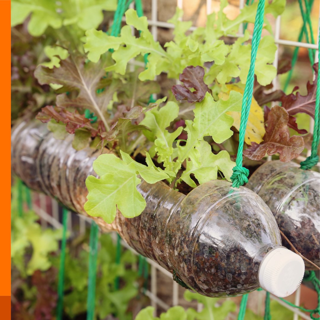 lambeth_council's tweet photo. #PlasticFreeJuly tip💡

Don't throw away that plastic bottle!
💧Make drainage holes
🌱 Add soil or compost
🥕 Grow herbs, vegetables or flowers

A simple way to reuse plastic and reduce waste ♻���💚
#PlasticFreeJuly 
#ReduceReuseRecycle https://t.co/v3IZbdD91N