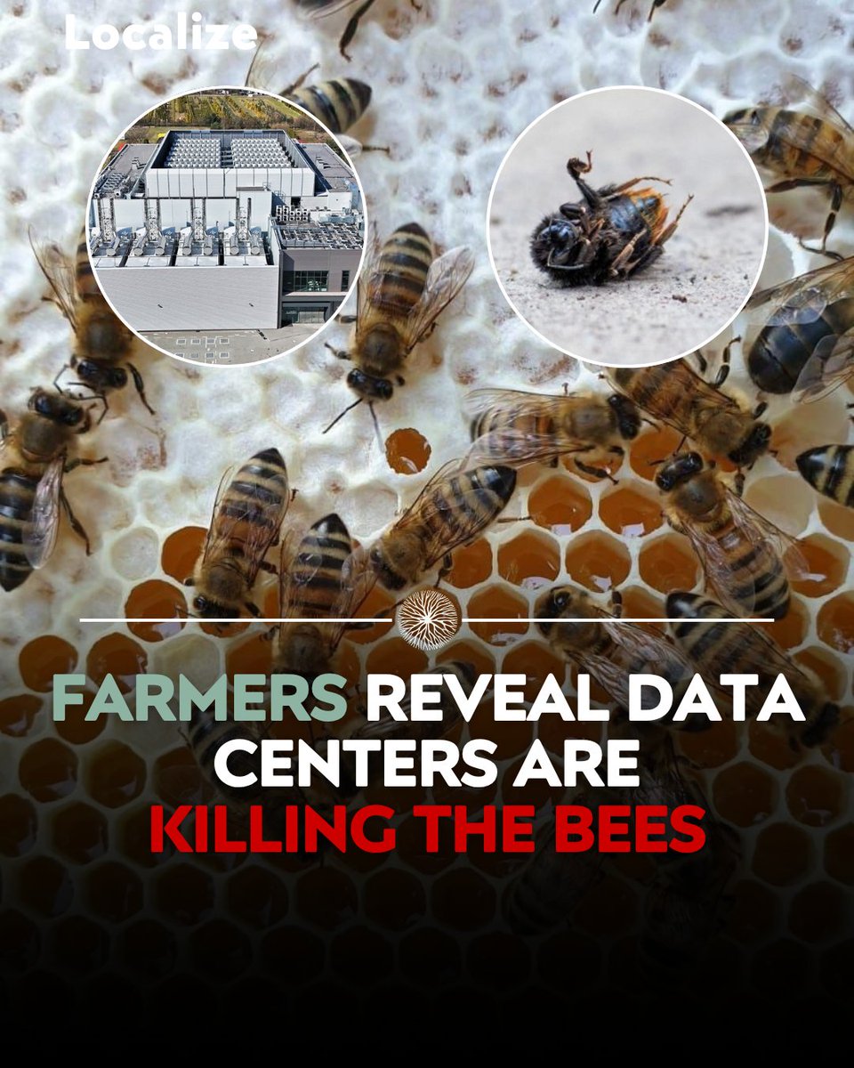 grantonsoil's tweet photo. One in three bites of food you eat exists because a bee pollinated it.
But farmers near data centers are now saying their bees are disappearing.
Researchers think they know why…
Data centers produce powerful electromagnetic fields, and those fields disrupt the magnetic navigation systems bees have relied on for millions of years to find their way home.
One farmer even said he has not seen a single bee since a data center was built near his property.
A 2023 scientific review documented that EMF exposure in insects causes decreased reproductive capacity, altered behavior, oxidative stress, DNA damage, and impaired development.
And we are adding this threat on top of a crisis that was already at a breaking point.
The US lost 55.6% of managed bee colonies in 2024 to 2025, the worst single year loss ever recorded.
One in three bites of food eaten globally depends on pollination, and 1.4 billion people worldwide depend on it directly for their income and food security.
We are building AI infrastructure at record speed while the insects holding our entire food system together are dying at record rates.
Texas farmers near data centers are also reporting disruptions to livestock circadian rhythms from artificial light.
Big Tech is not accounting for what their actions do to the land around their Data Centers, and that needs to change.
It’s time to find and support our local farmers and beekeepers so much that tech companies have no choice but to respect nature.