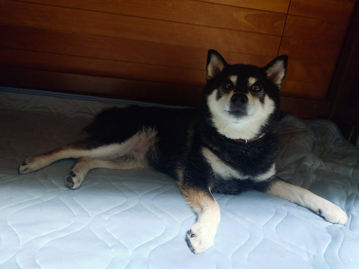 BrideOfDawn's tweet photo. それでは皆さま、おやすみなさい
飼い主がベッドパッド入れ替えるのを邪魔しながら、入れ替われば飼い主より先にお寛ぎあそばされてる御犬様 https://t.co/gkPlVzom1u