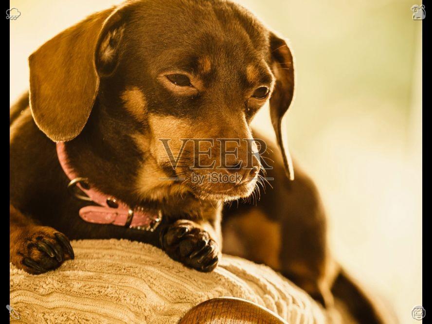 tejarbk17's tweet photo. Humans crave genuine connections. Puppies, for instance, tend to cling to their owners and follow their every move. This close bond provides a sense of being needed and adds depth to one's everyday emotional life. https://t.co/8Z8xHoiXmf