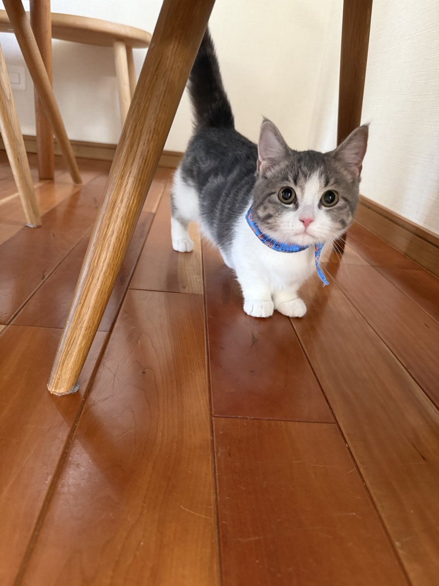 mmm_taftaf's tweet photo. 実家のメンバー増えてた https://t.co/C2zrQ5nWCB