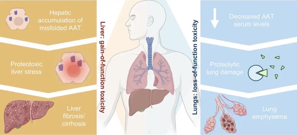Hepatology Communications tweet media