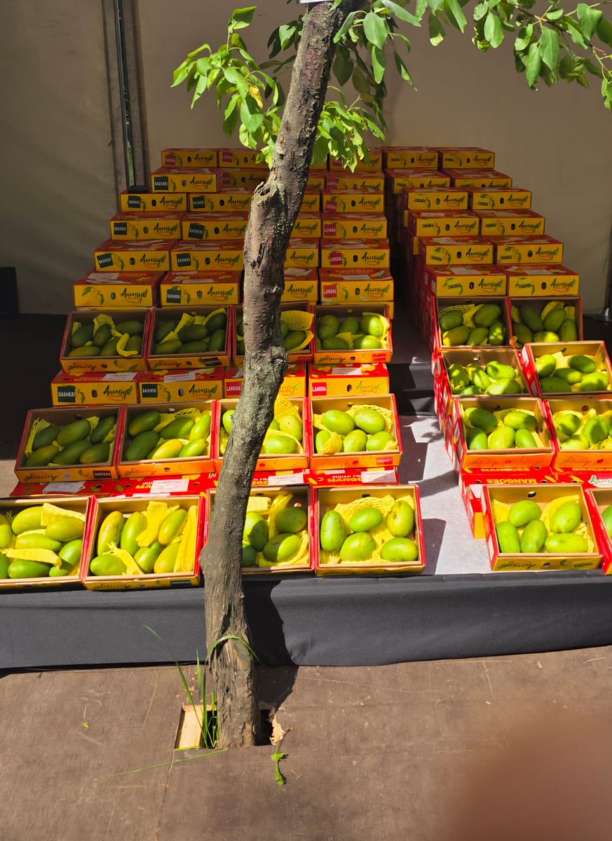 IndEmbMoscow's tweet photo. Tasting success! The Embassy, @APEDADOC & @DoC_GoI showcased elite #Chausa, #Dasheri, & #Langra mangoes at the Indian Summer Bazaar. From the festival to the shelves.  🥭 

Actively promoting India's "King of Fruits" to become a household favorite across Russia! 👑🇷🇺🇮🇳

@PMOIndia @MEAIndia @vkumar1969 @PIB_India @DDNewslive @ANI @PTI_News @airnewsalerts