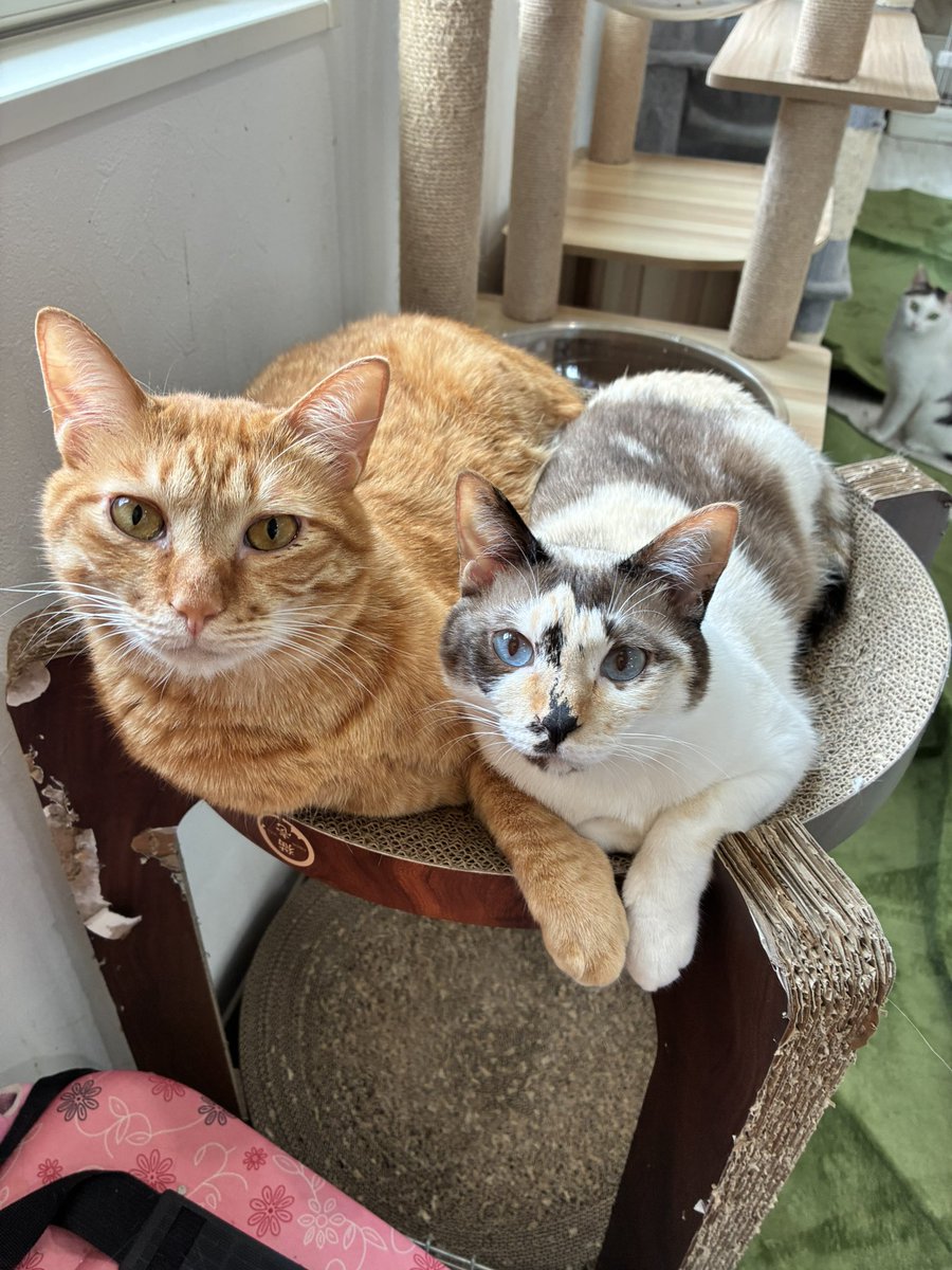 Cat_SSB's tweet photo. 来週7/18(土)はニャンスマです🐈

まだ参加者募集中ですので、よろしくお願いします！ https://t.co/94GAcxLIS1