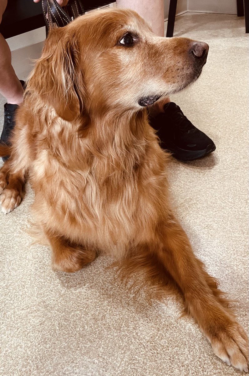 DaughenbaughJm's tweet photo. Kaito is at the Vet! https://t.co/Pe0CTPH8l9
