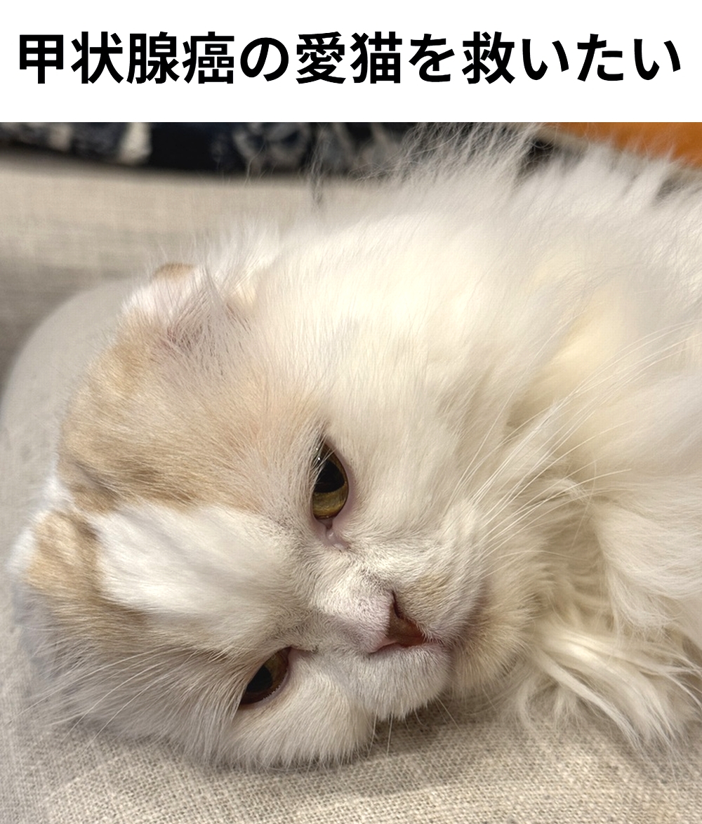 shu_ota2's tweet photo. 🆘#拡散希望🆘
たまちゃん の 甲状腺癌 の治療費のクラウドファンディングへの御協力お願いします🙇‍♂️
↓
https://t.co/424C8yARVY

残り4日で、達成率55%(残り552,600円)と、非常に厳しい状況です！
達成率が100%に達しないと支援金を受取る事が出来ません。

ご支援宜しくお願いします🙇‍♂️ https://t.co/zEBqsbaWqf