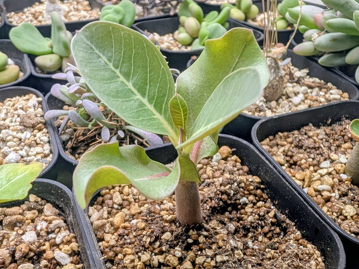 taniku2084's tweet photo. Adenium boehmianum
野生種らしく縦に伸びるタイプ
#塊根植物 #アデニウム #ボエフミアナム https://t.co/AqkGVTfyhg