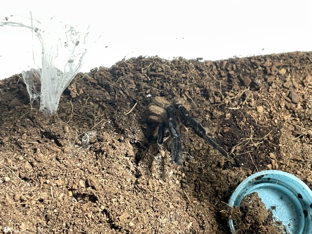 geniy_tarantula's tweet photo. 前の投稿から数日経ちまして、もう一個脱皮殻を外に出してくれました

というか先日まで空いてなかった穴が巣の手前（？）にできている

どうも地下エリアの拡張をしているらしくて、掘削によって生じた土砂（床材）をこの穴から廃棄するついでに内部に溜まっていた抜け殻やペレットなども廃棄している https://t.co/2VeiPIZLDO