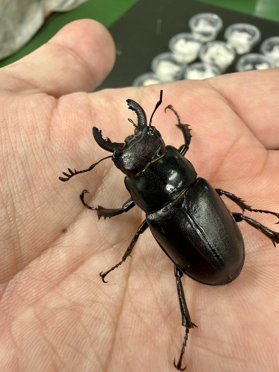 INNOCENTpeko's tweet photo. ※入荷

カナダ便🇨🇦

プラキドゥスミヤマ 
Lucanus placidus  トロント産

パラレルスオオクワガタ
Dorcus parallelus モントリオール産
(数ペア)

ジャマイカイッカクサイカブト♀単
Xyloryctes jamaicensis
(数匹)

2年ぶりのカナダ便

日本初入荷の
ジャマイカイッカクサイカブト
何度か植防に申請し、非有害リストに記載されました。
記載され、すぐに入荷したかったのですが採集される場所は狼、熊がよく出没するらしく、また個体数も少なく入荷が難しかったです。

細かい金額は費用を計算したのちに
決めます。
よろしくお願いいたします。