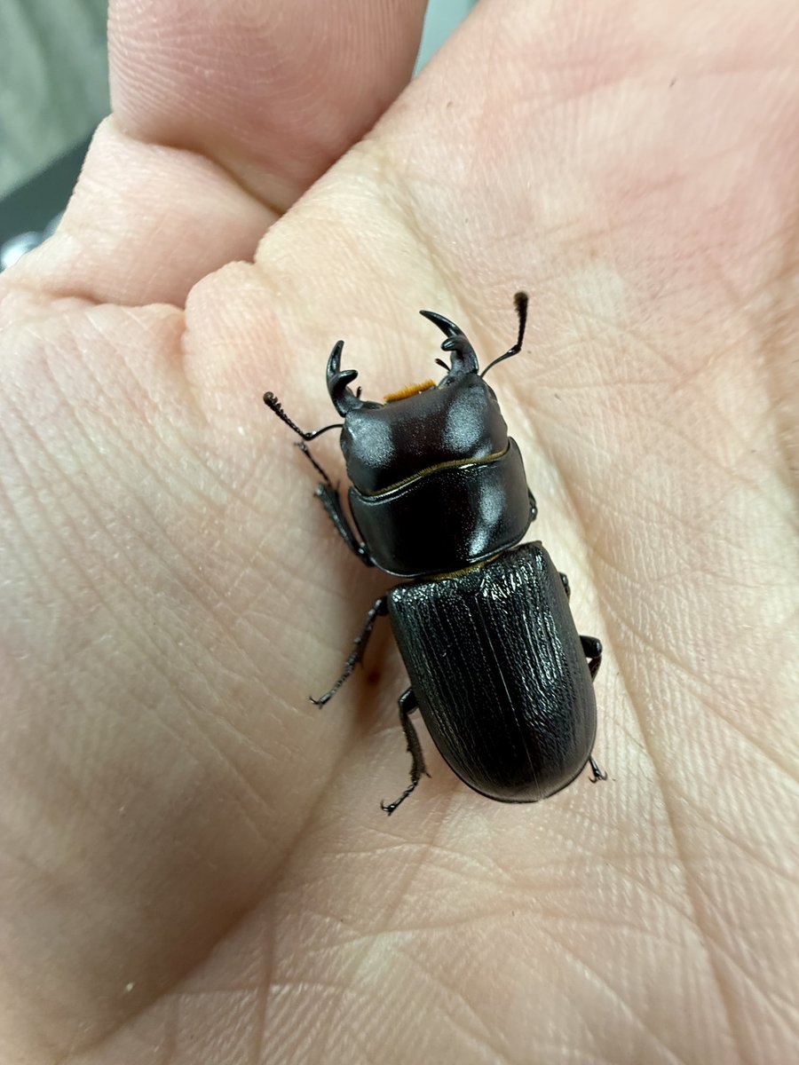 INNOCENTpeko's tweet photo. ※入荷

カナダ便🇨🇦

プラキドゥスミヤマ 
Lucanus placidus  トロント産

パラレルスオオクワガタ
Dorcus parallelus モントリオール産
(数ペア)

ジャマイカイッカクサイカブト♀単
Xyloryctes jamaicensis
(数匹)

2年ぶりのカナダ便

日本初入荷の
ジャマイカイッカクサイカブト
何度か植防に申請し、非有害リストに記載されました。
記載され、すぐに入荷したかったのですが採集される場所は狼、熊がよく出没するらしく、また個体数も少なく入荷が難しかったです。

細かい金額は費用を計算したのちに
決めます。
よろしくお願いいたします。