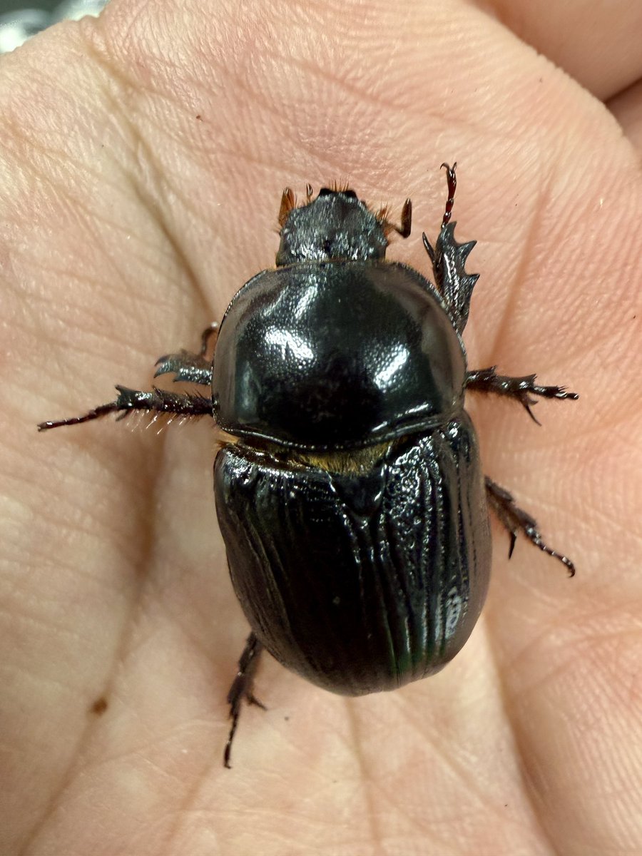 INNOCENTpeko's tweet photo. ※入荷

カナダ便🇨🇦

プラキドゥスミヤマ 
Lucanus placidus  トロント産

パラレルスオオクワガタ
Dorcus parallelus モントリオール産
(数ペア)

ジャマイカイッカクサイカブト♀単
Xyloryctes jamaicensis
(数匹)

2年ぶりのカナダ便

日本初入荷の
ジャマイカイッカクサイカブト
何度か植防に申請し、非有害リストに記載されました。
記載され、すぐに入荷したかったのですが採集される場所は狼、熊がよく出没するらしく、また個体数も少なく入荷が難しかったです。

細かい金額は費用を計算したのちに
決めます。
よろしくお願いいたします。