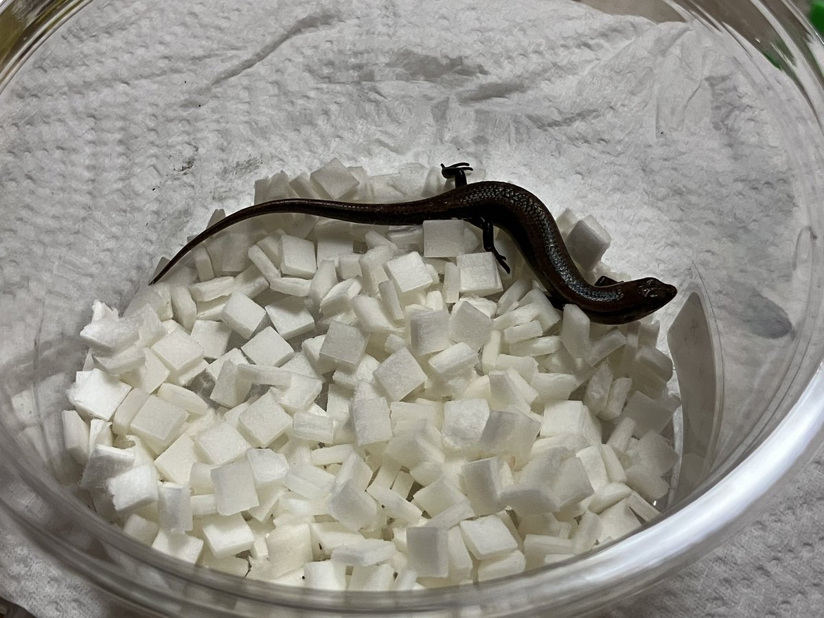marvelchan's tweet photo. 新入りのオキナワヒメトカゲです🦎
とっても小さくて可愛いお顔と短いおててに一目惚れして秒速でお会計してました

家にソイルがあると思ってたら無かったのでとりあえずの借り部屋へ

名前はそうだな、ヒメちゃんにしよっと（何の捻りもない） https://t.co/3ckmbhyDug