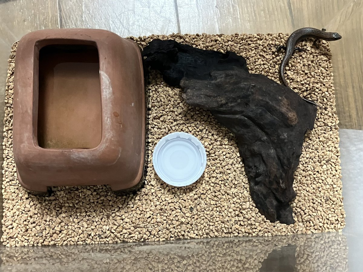 marvelchan's tweet photo. 新入りのオキナワヒメトカゲです🦎
とっても小さくて可愛いお顔と短いおててに一目惚れして秒速でお会計してました

家にソイルがあると思ってたら無かったのでとりあえずの借り部屋へ

名前はそうだな、ヒメちゃんにしよっと（何の捻りもない） https://t.co/3ckmbhyDug