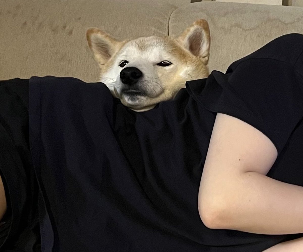 ykas_R's tweet photo. 我の腰に顎乗せし犬🐕 https://t.co/aQWaLLgDFr