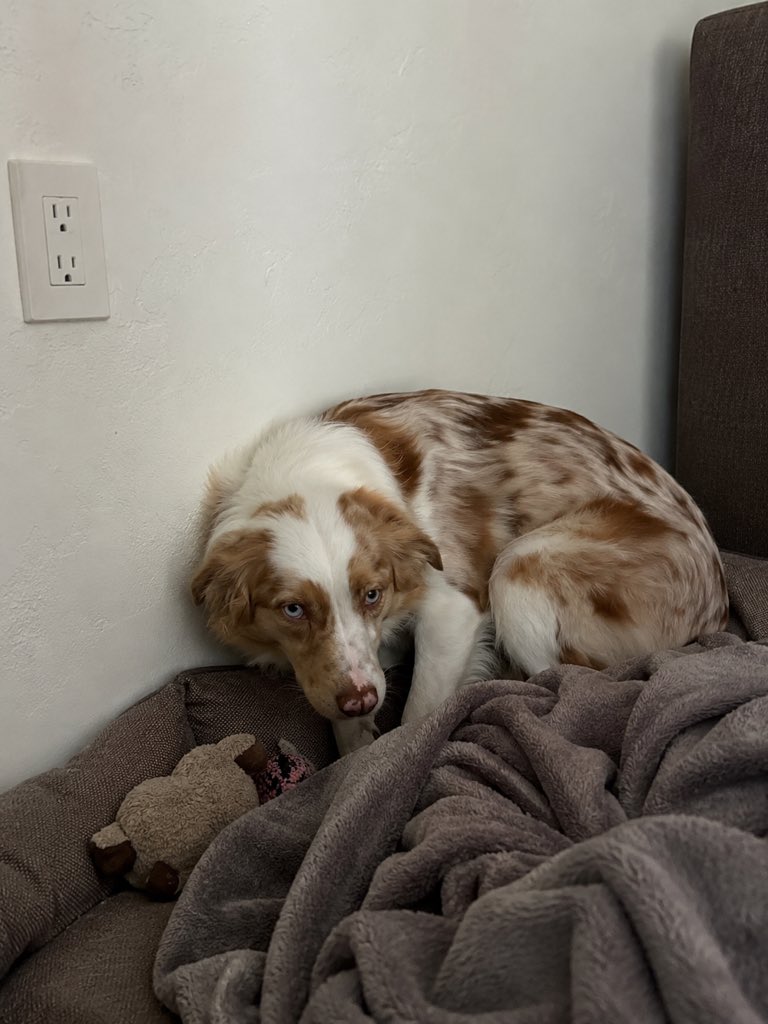 forbetterfordog's tweet photo. Meet Daisy.

She spent months waiting in a shelter after being discarded by the people who bred her.

Everything around her feels unfamiliar. Loud sounds make her flinch. She barely leaves the corner of the room, and she’s still too frightened to eat unless no one is watching.

Healing doesn’t happen overnight.

Today she lifted her head when someone called her name. It’s a tiny step, but for a dog who’s forgotten what safety feels like, it’s a big victory.

Please be patient with rescue animals. They aren’t giving you a hard time—they’re having a hard time. 🤍 🐾