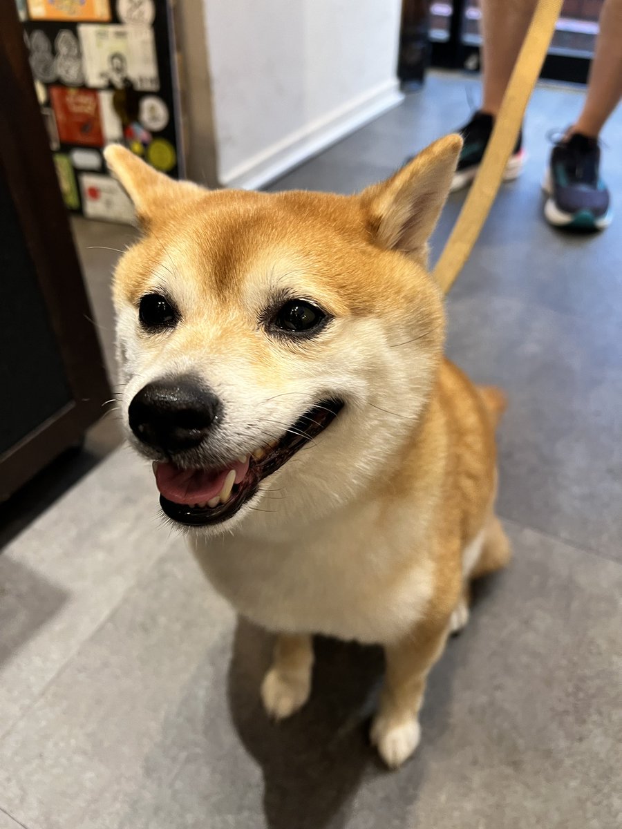 bibibi_beer's tweet photo. 犬の福ちゃんが遊びに来てくれました！
#ビビビ はペットOKのクラフトビールバーです。 https://t.co/WLWvPwcJLq