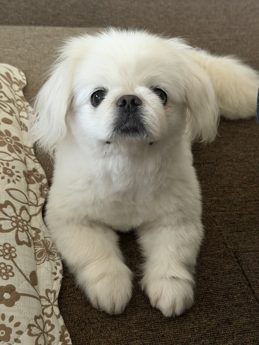 かわいいでしょって🐶 こう見えても11歳です❣️ #ペキニーズ #犬の