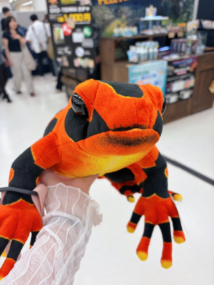 yukimaru396's tweet photo. 東レプめちゃくちゃ楽しかったー！
🐸お迎えしましたー！！！笑
生体お迎えしても良かったんだけどまた次回かな( ◜ᴗ◝)自分の欲しいモルフの傾向がわかっただけでも収穫🙆‍♀️✨️
色々お話できてよかったしまたイベント行こう ·͜· https://t.co/BoTYb3UNqn