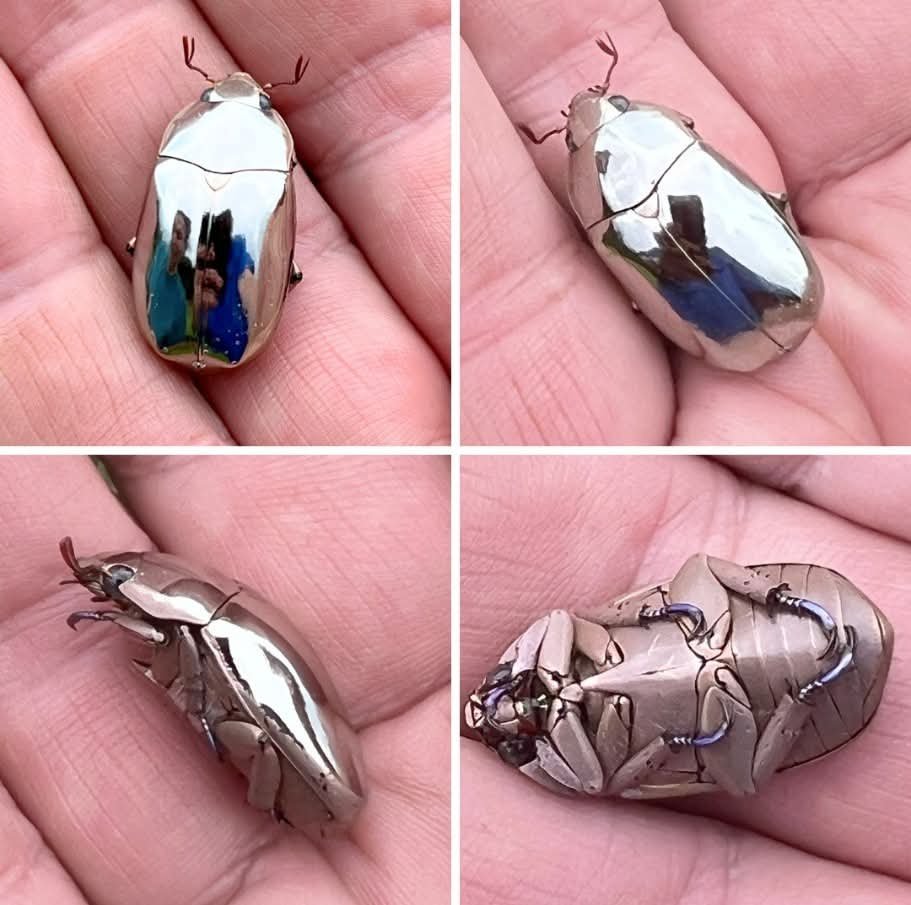 LeoDaVinciWave's tweet photo. This incredible beetle looks like it's made of polished silver, but it's a real creature of nature. https://t.co/QCO3CsYpr4
