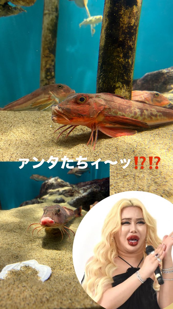 mofusiri's tweet photo. 先日水族館行ったらアレン様いて私だけ爆笑
私も生きる幻になりたい🤟
怒りを我慢しないで健康人生送りたい🤟 https://t.co/qNkqsCylzH