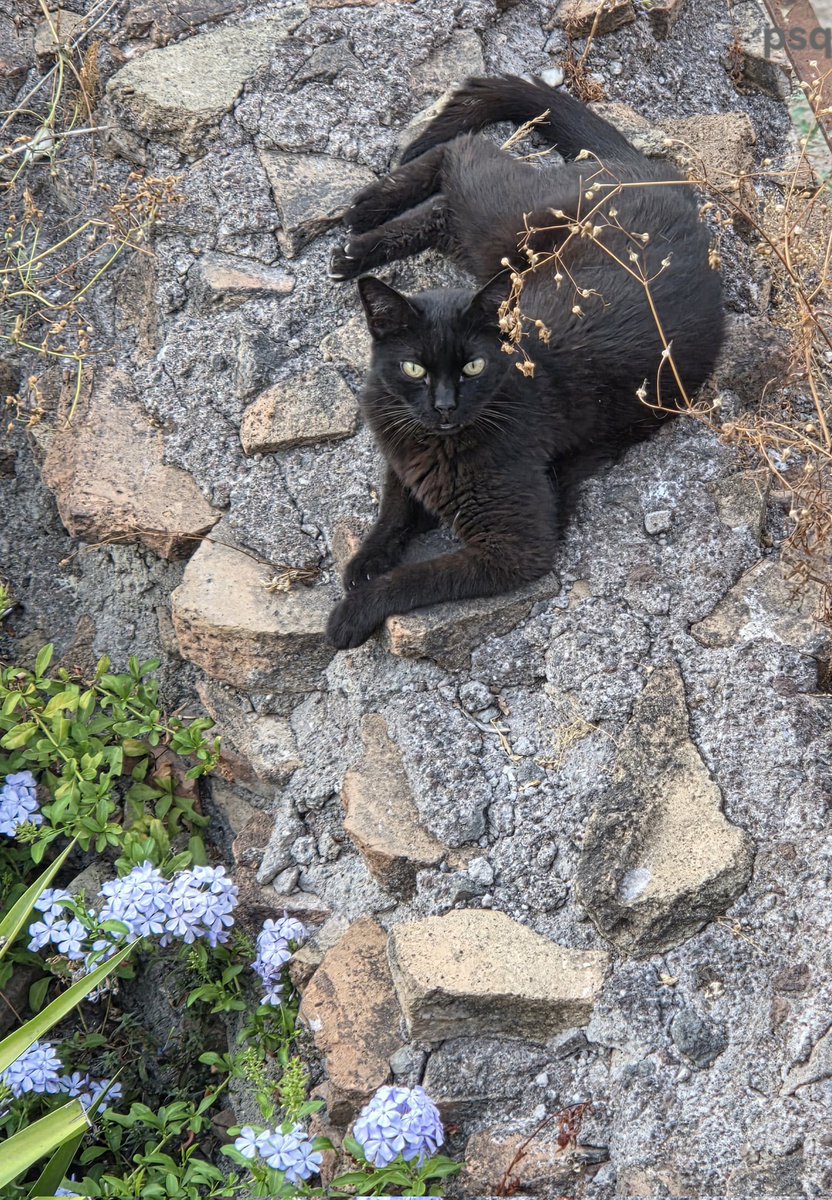 Psquale7's tweet photo. Caturday, Largo Argentina https://t.co/JWPeVH1QO6